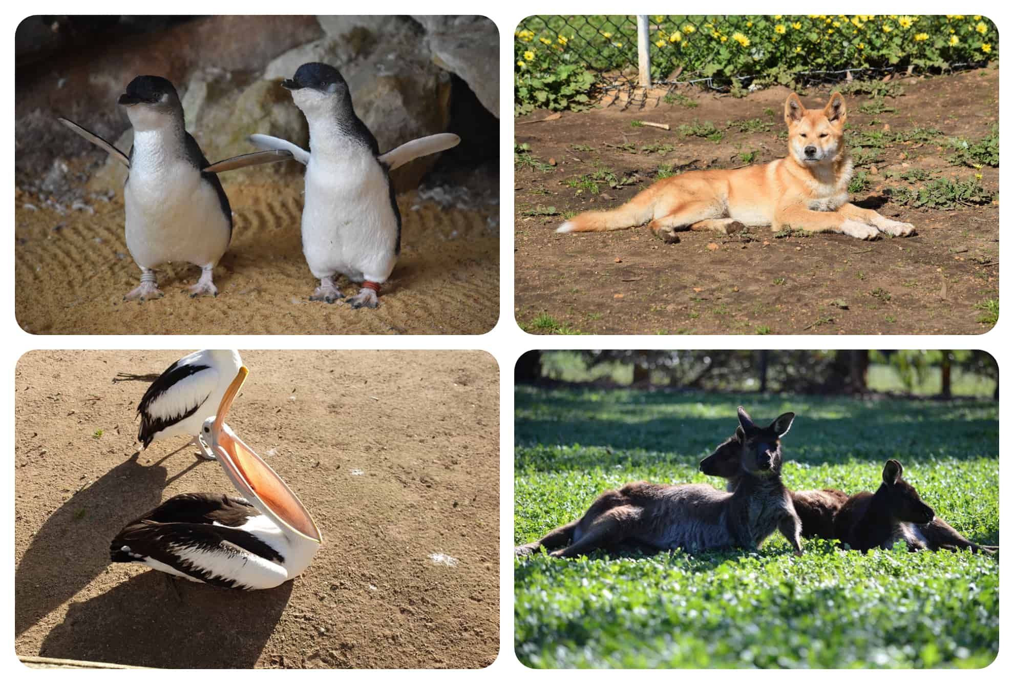 Kangaroo Island Wildlife Park
