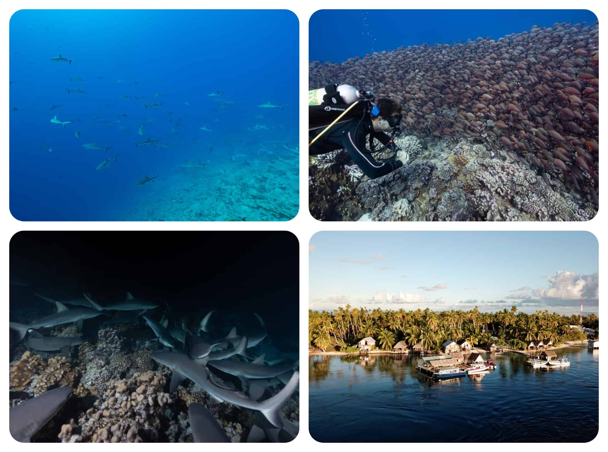 TETAMANU DIVING CENTER