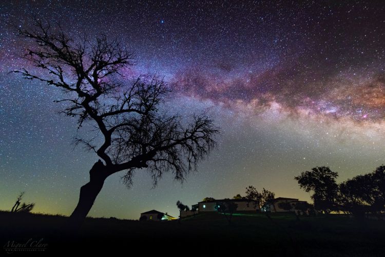 Milkyway behind tree