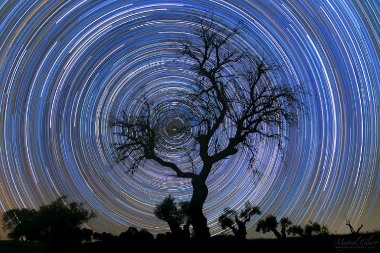 Startrails behind a tree