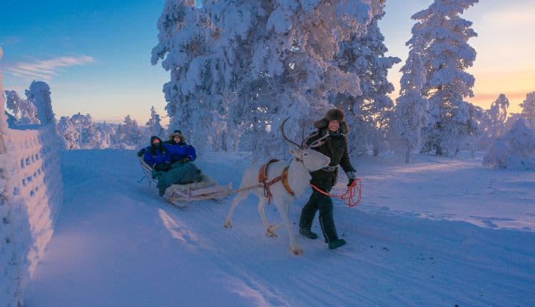 Reindeer sledge ride