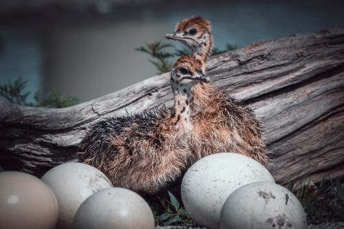 ostrich baby