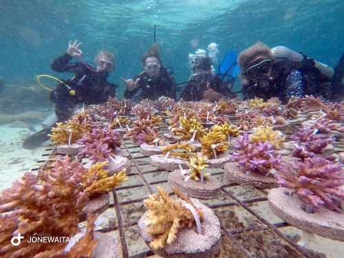 Dining table corals