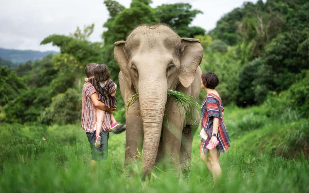 Anatomy of an Ethical Encounter: What to Expect on a Sanctuary Visit